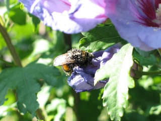 bumblebee 3